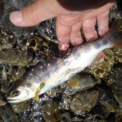 渓流ミノーイング